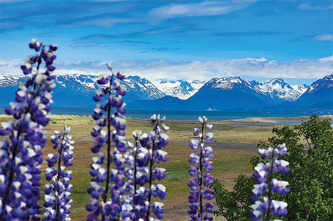 Lupine glacier